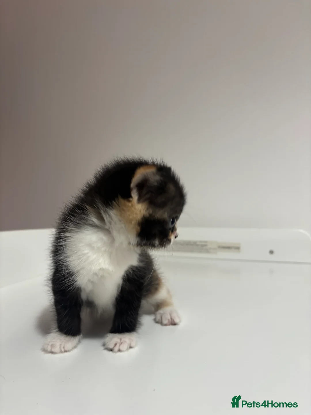 Scottish Fold cats for sale: Scottish fold straight and folded ears - Advert 17