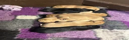 Labrador Retriever dogs for sale: Labrador puppies for sale  - Advert 7