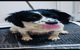 Cockapoo dogs for sale: Adorable cockapoo puppies  - Advert 2