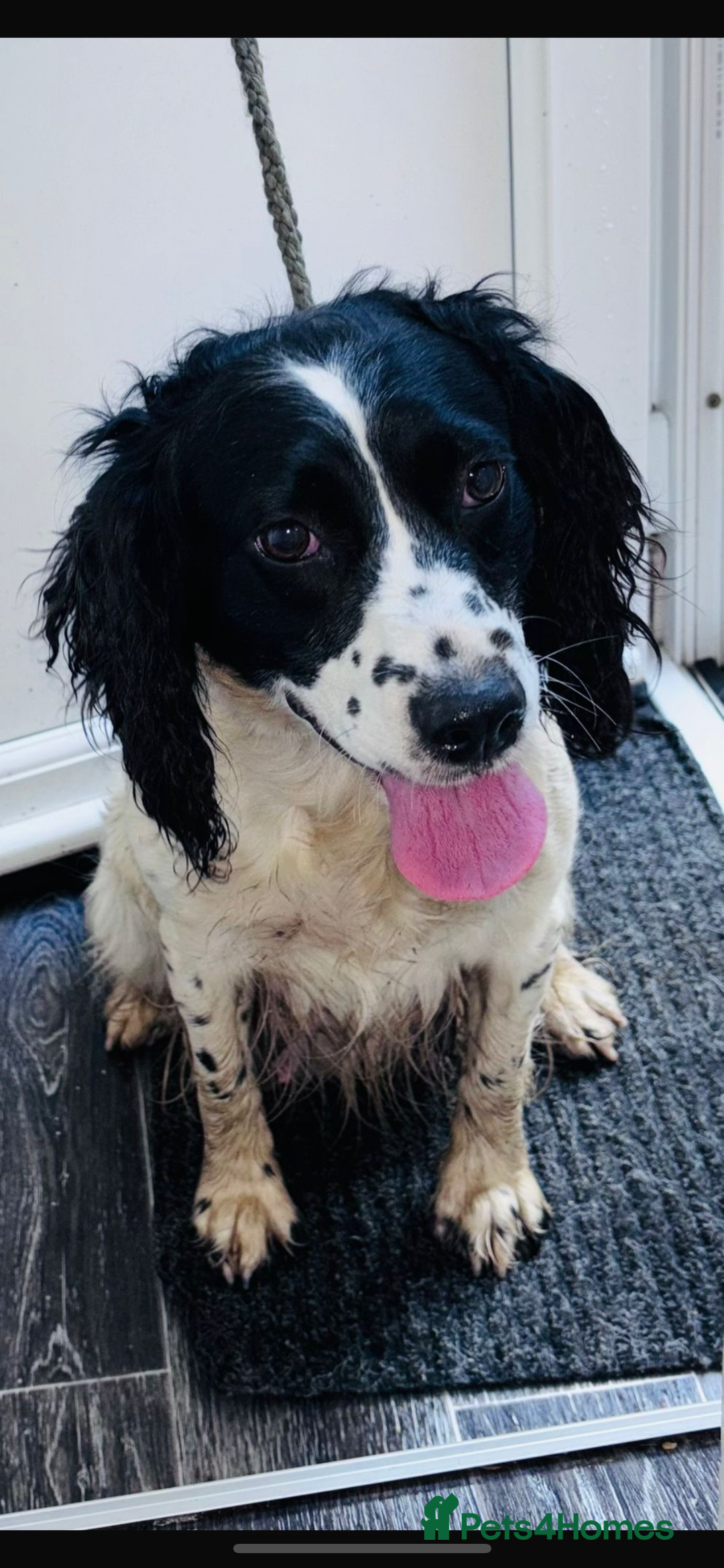 Cockapoo dogs for sale: Adorable cockapoo puppies  - Advert 2