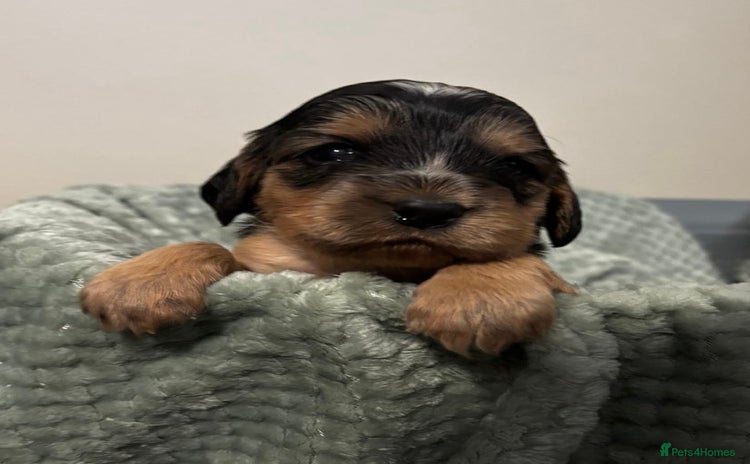 Cocker Spaniel dogs for sale - Advert 4