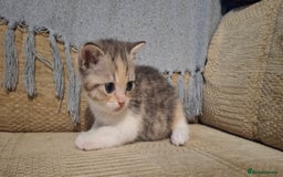 British Shorthair cats for sale: 5 british shorthair kittens. Male and female! - Image 4