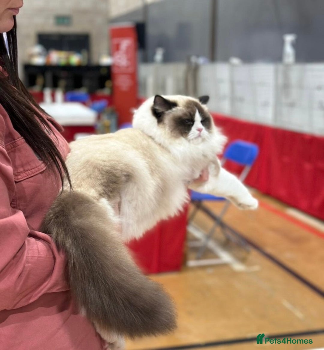 Ragdoll cats for sale: Champion Lines - Ragdoll Kittens - Advert 30