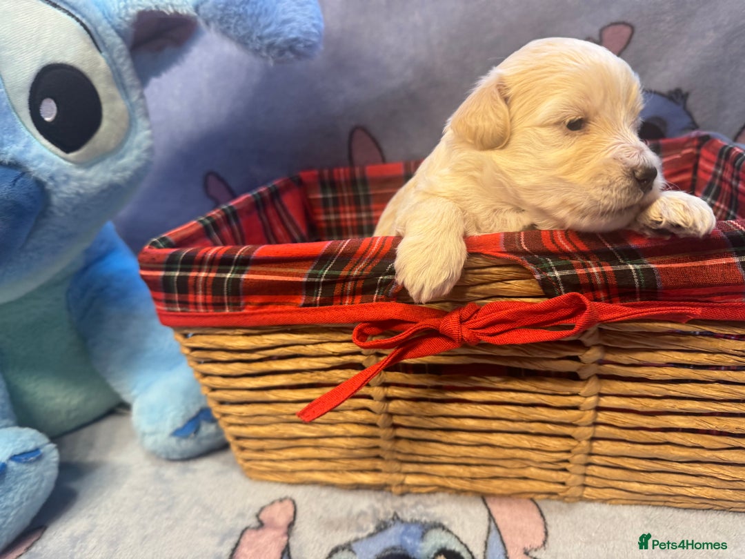 Maltipoo dogs for sale: Fluffballs of Joy 🐾💛 ready to melt your heart! - Image 23