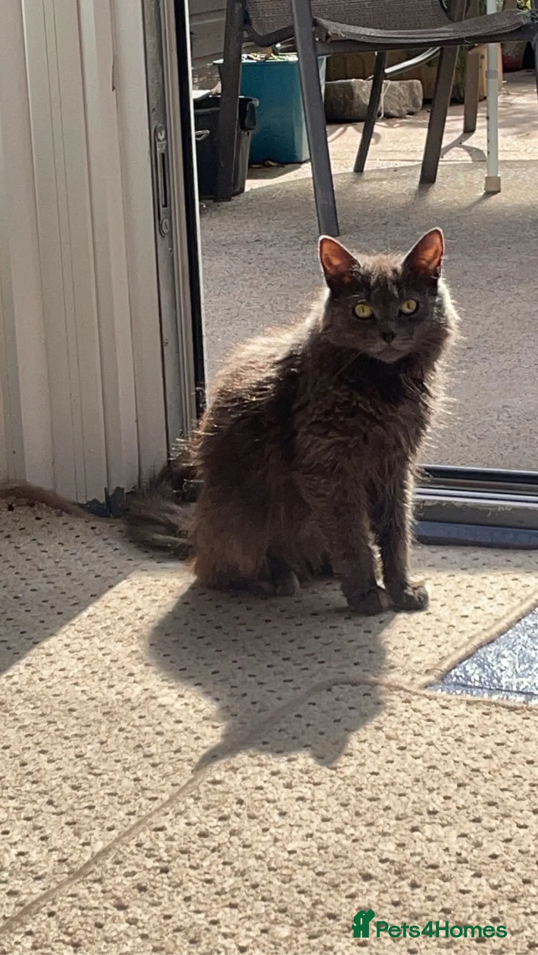 Mixed Breed cats for sale: 3 beautiful kittens  - Advert 7