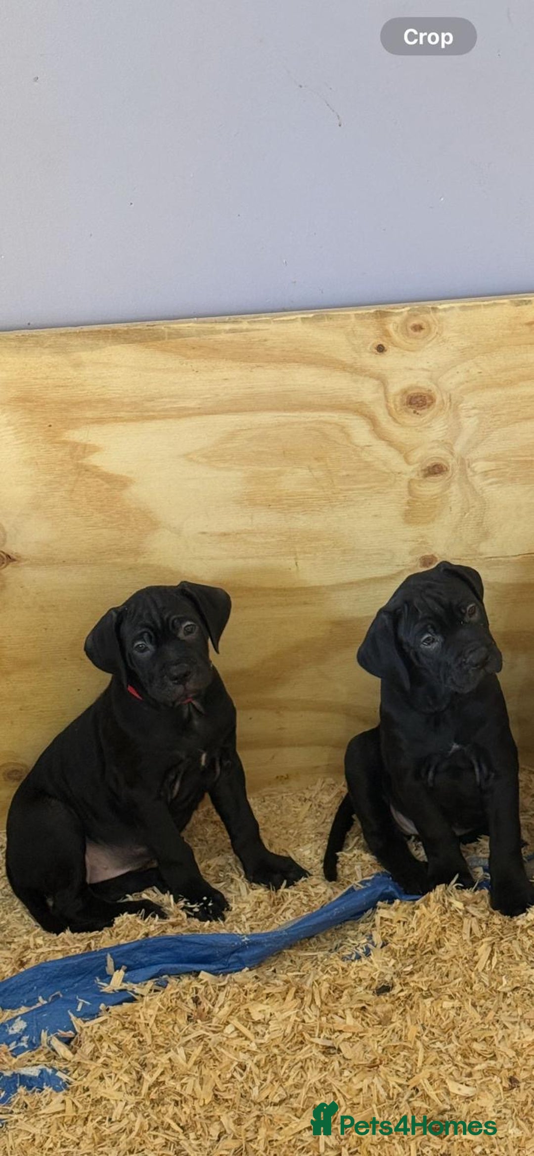 Cane Corso dogs for sale: Beautiful Cane Corso Puppies. - Advert 18