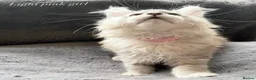 Maine Coon cats for sale: Beautiful Pedigree Kittens Looking For Loving Home - Advert 9