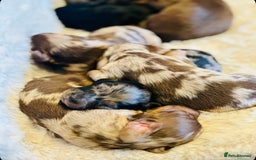Miniature Dachshund dogs for sale: Long Haired miniature dachshunds - Image 10