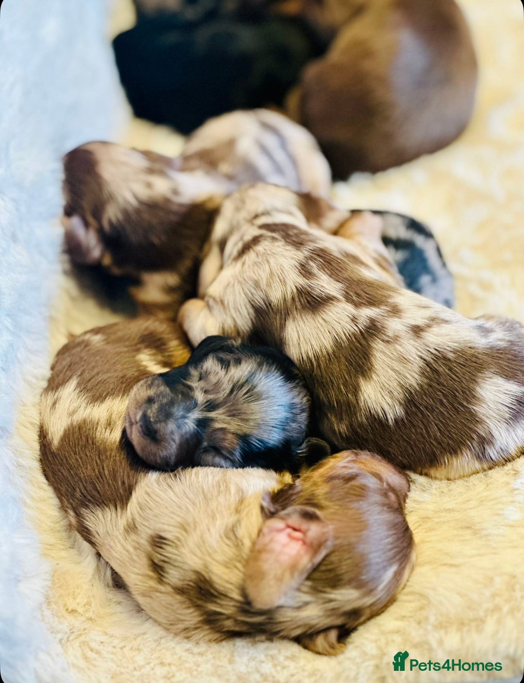 Miniature Dachshund dogs for sale: Long Haired miniature dachshunds - Image 10