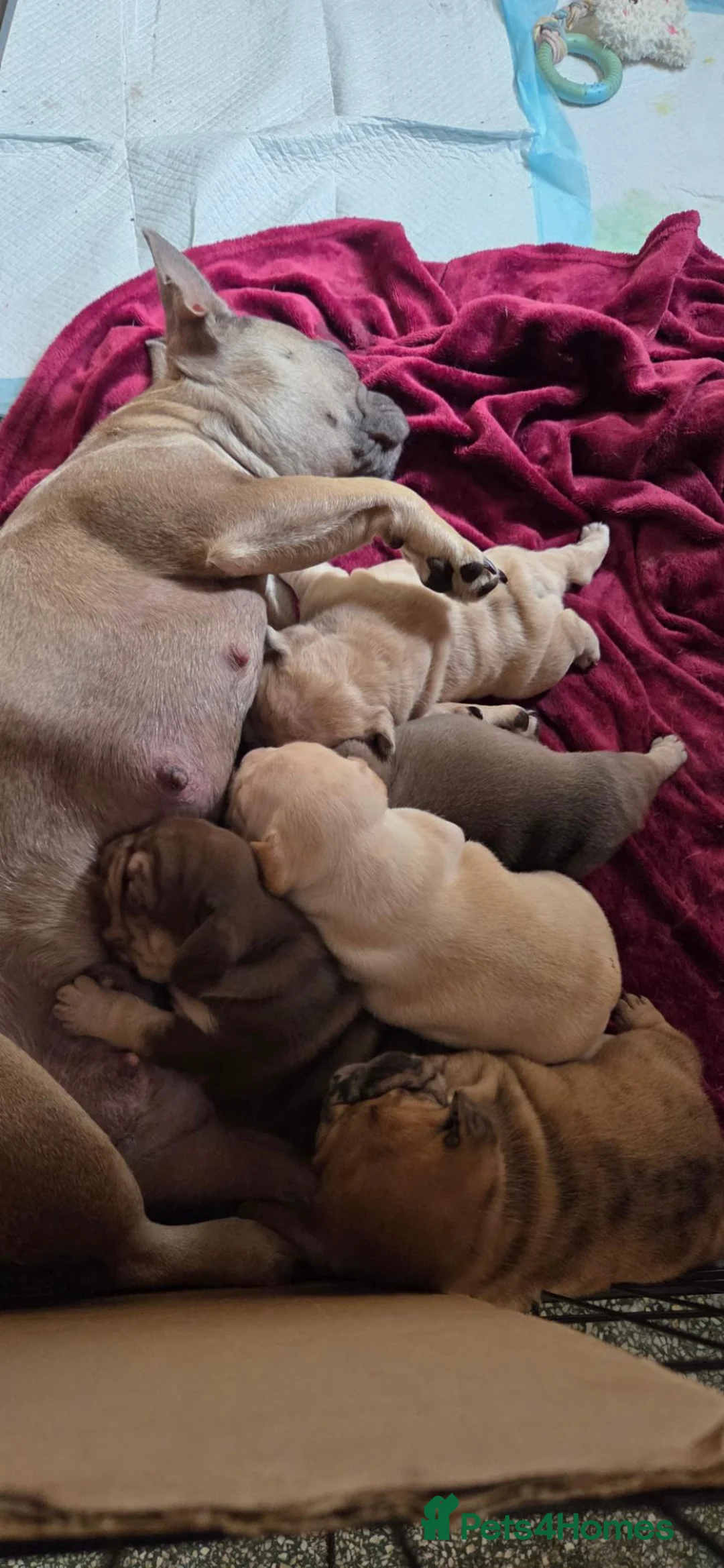 French Bulldog dogs for sale: Stunning French bull dog puppies lincolnshire - Advert 37