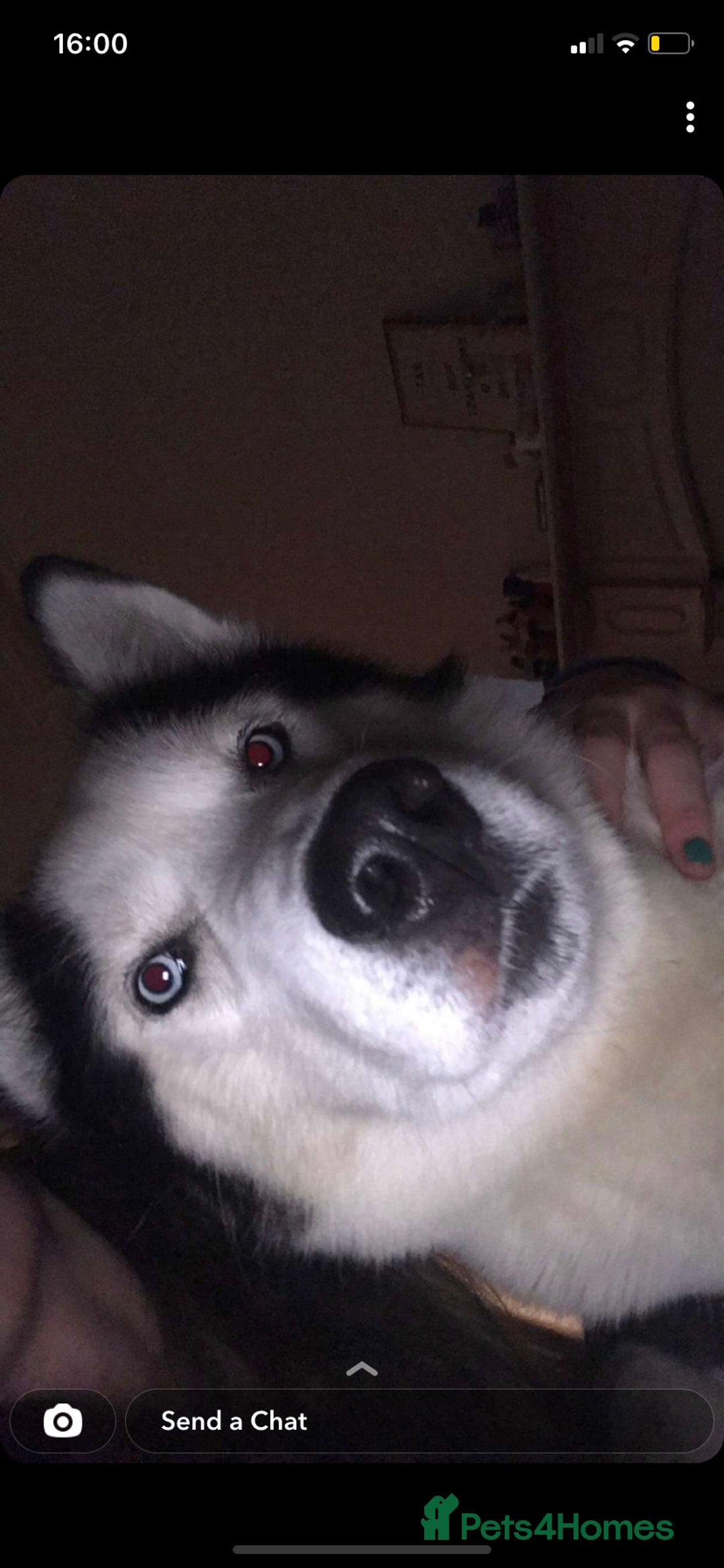 Siberian Husky dogs for stud: Husky for stud  - Advert 3