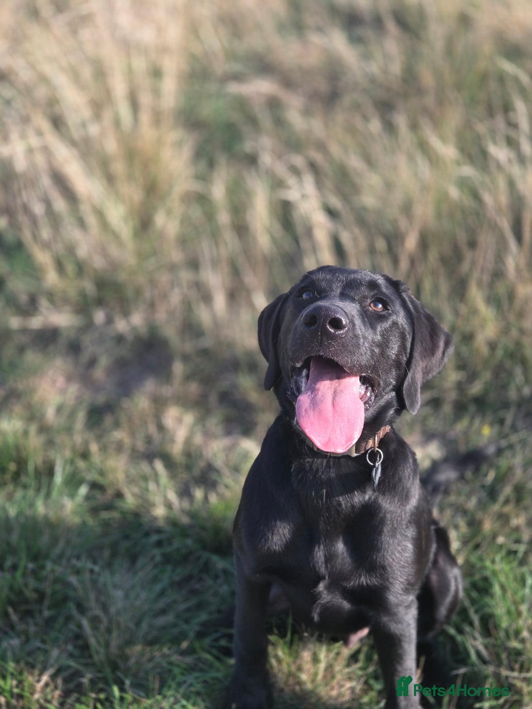 Labrador Retriever dogs for sale: 4 month old lab  - Image 2
