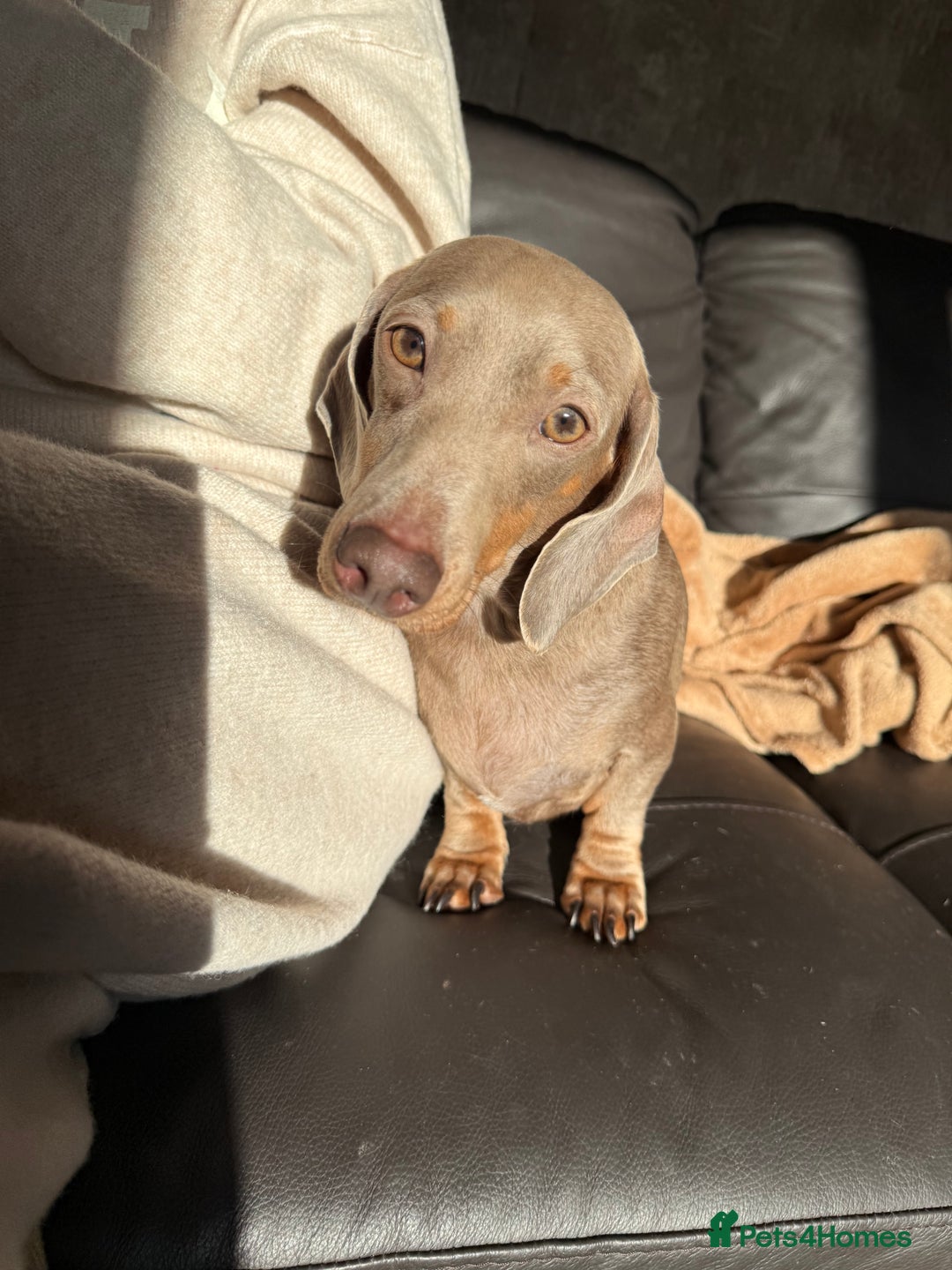 Miniature Dachshund dogs for sale: Miniature dachshund pups - Advert 2