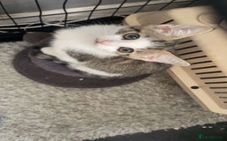 Domestic Shorthair cats for sale: 3 kittens (2 male 1 female ) - Image 4