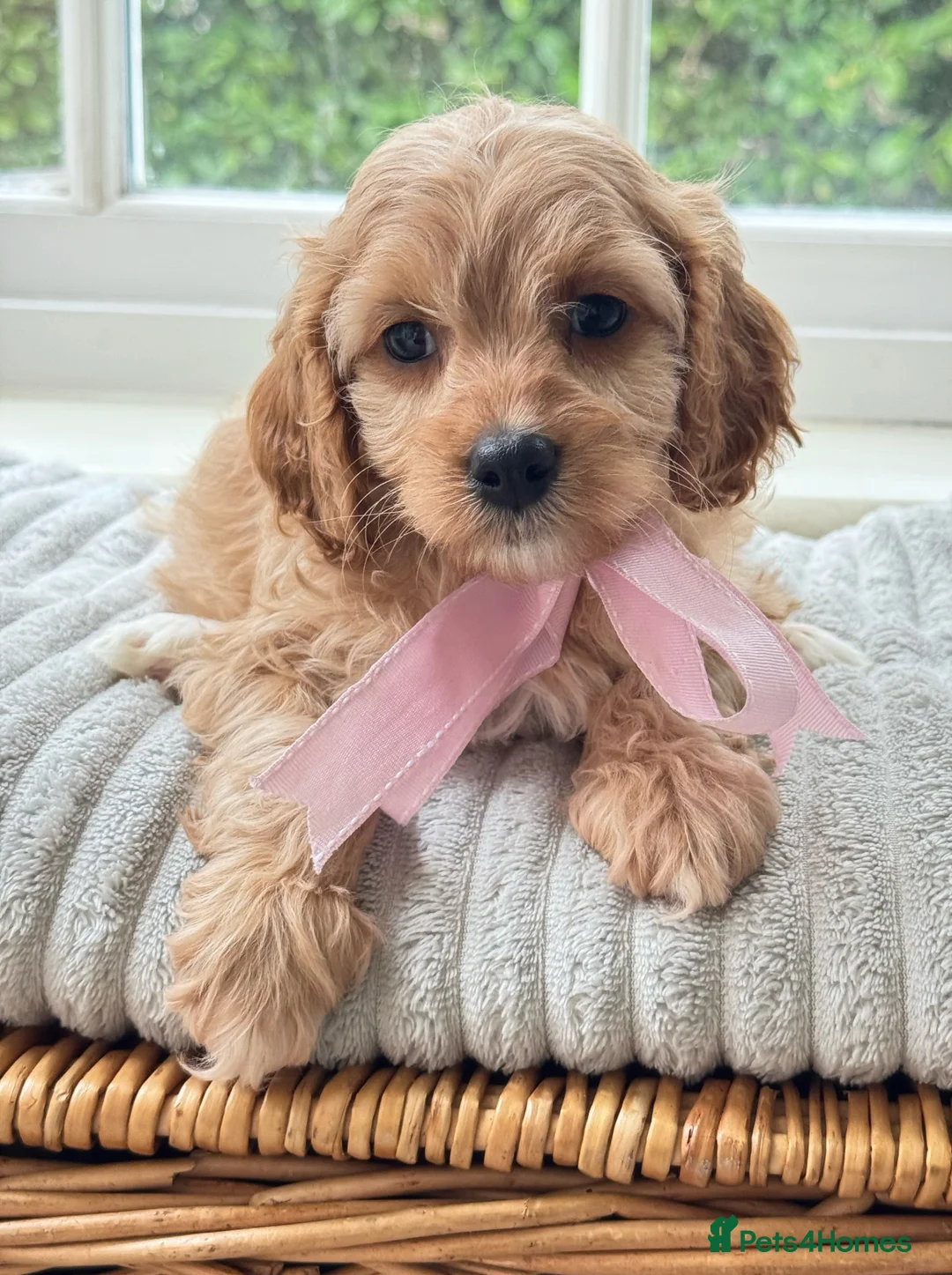 Cavapoo dogs for sale: Stunning F2 cavapoo health tested - Advert 27
