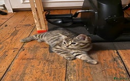 Mixed Breed cats for sale: Kittens 😸 MaineCoon x kittens READY TODAY ❤️😸🐈 - Image 13