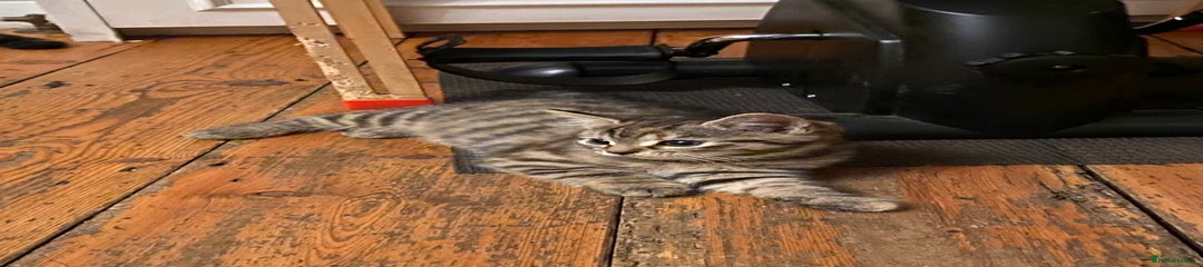 Mixed Breed Kitten 9 tabby male striped markings 