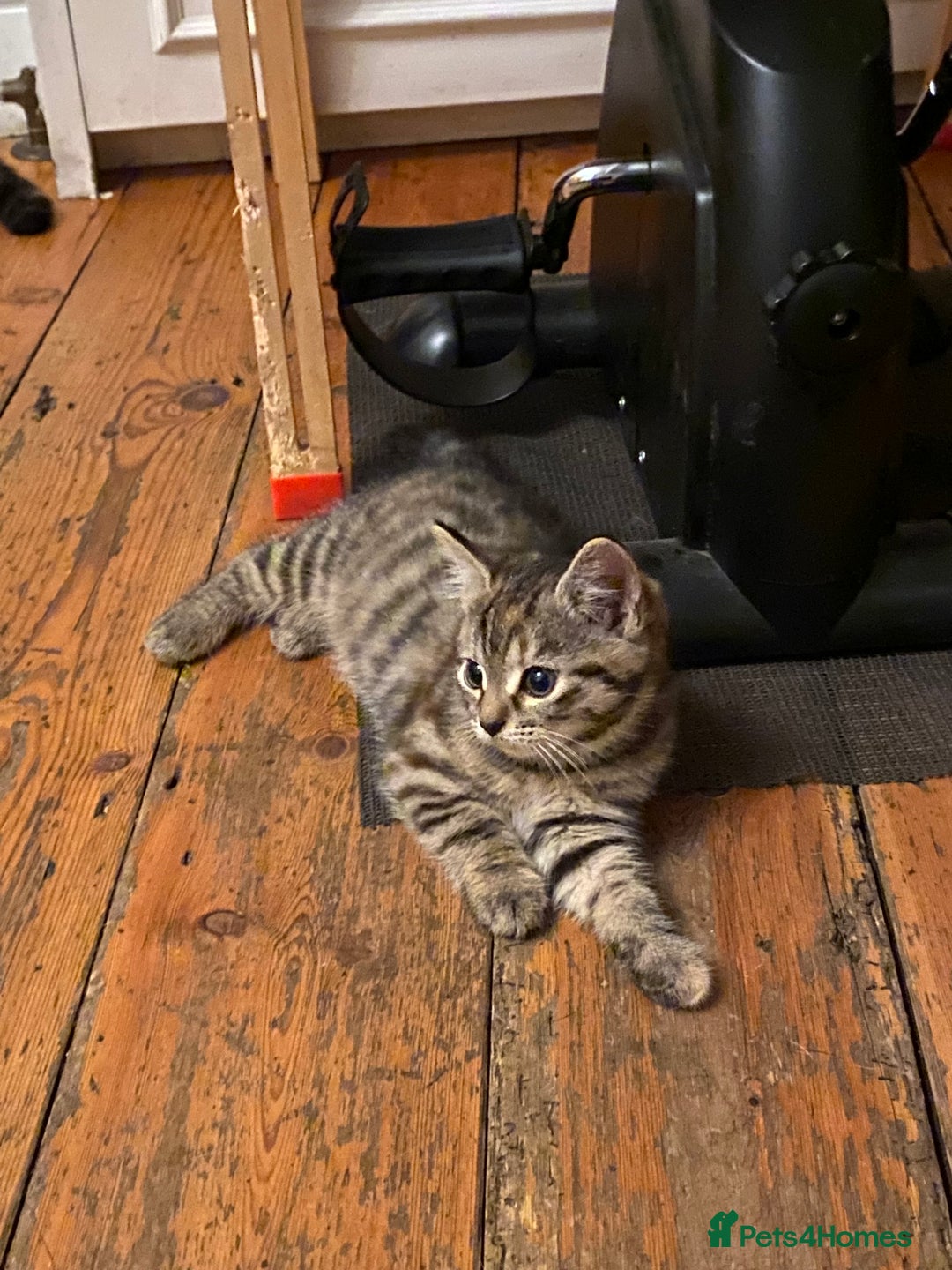 Mixed Breed cats for sale: Kittens 😸 MaineCoon x kittens READY TODAY ❤️😸🐈 - Image 13