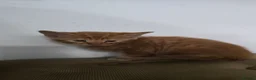 Mixed Breed cats for sale: 8 kitten looking for new forever homes  - Advert 13