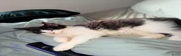 British Longhair cats for sale: long haired male kitten  in Worcester - Advert 3