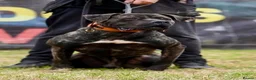 Presa Canario dogs for sale: Presa Canario puppies .  - Advert 10