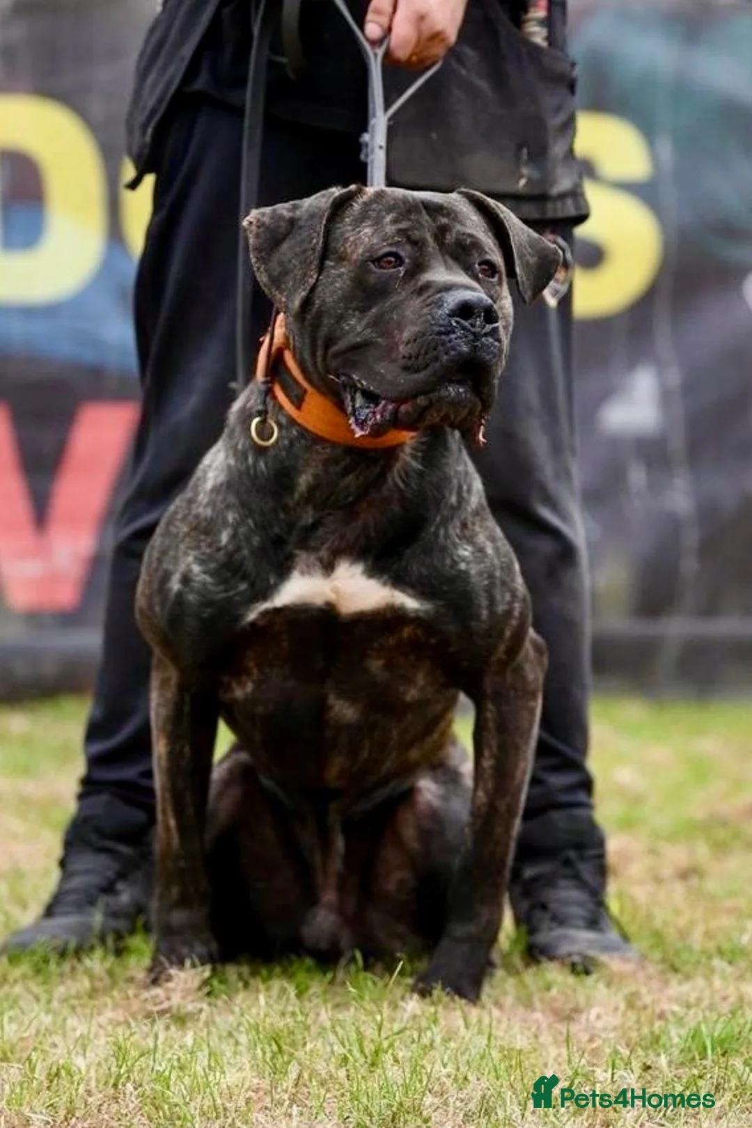 Presa Canario dogs for sale: Presa Canario puppies .  - Advert 10