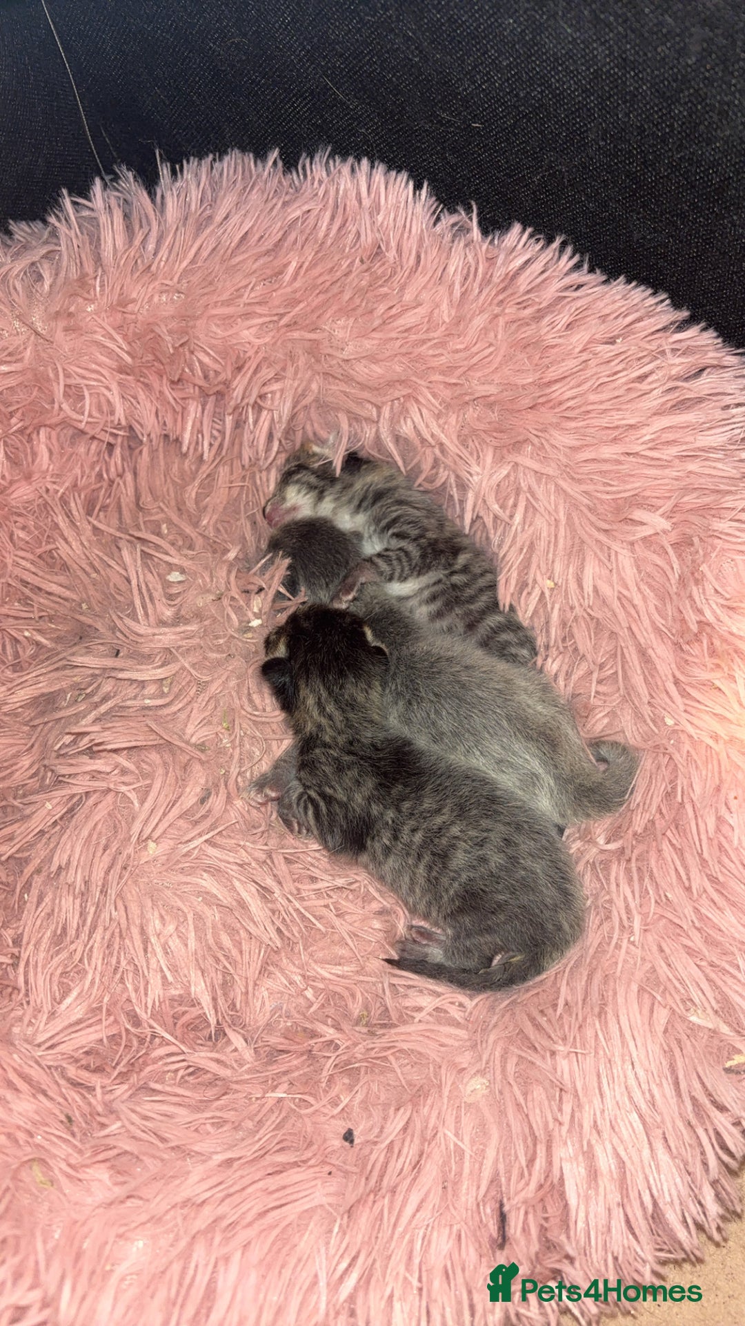 Mixed Breed cats for sale: Three kittens  - Advert 2