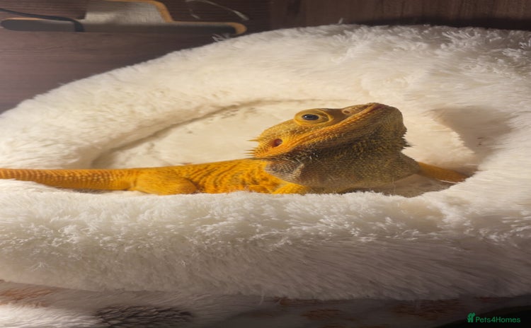 Dragon reptiles - Advert 2