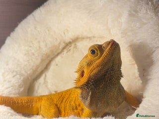 Dragon reptiles - Advert 11