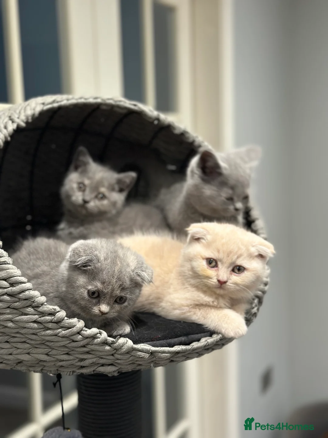 Scottish Fold cats for stud: Fantastic Cream Scottish fold for stud duties  in Derby - Advert 15