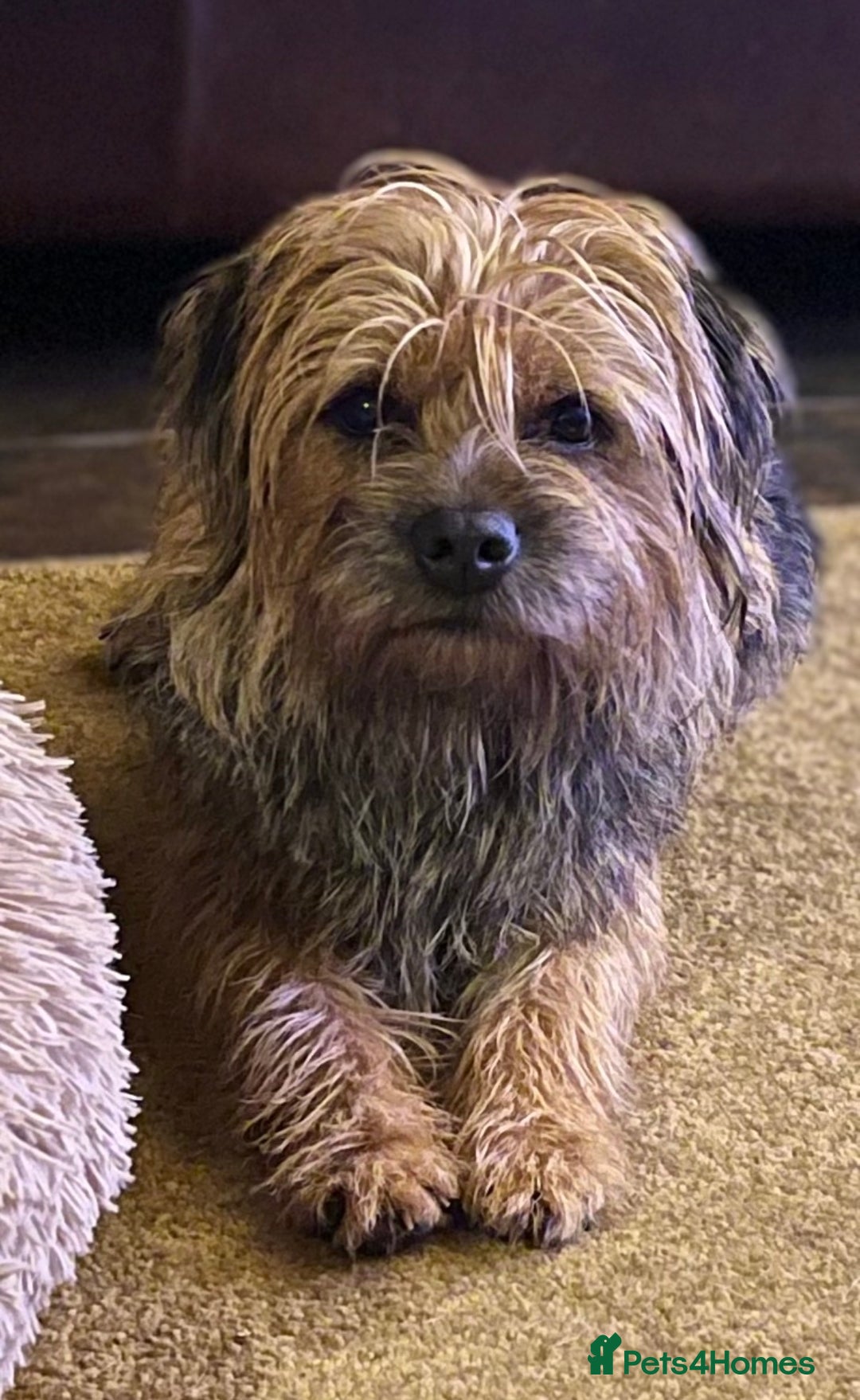 Border Terrier dogs for sale: Stunning Border Babies 🐾 Dog Training Family 🐾 - Advert 2