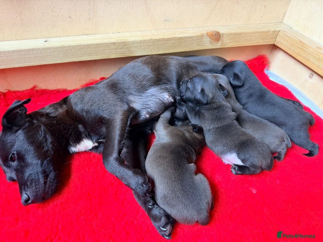 Patterdale Terrier dogs for sale: Patterdale puppies - Advert 4