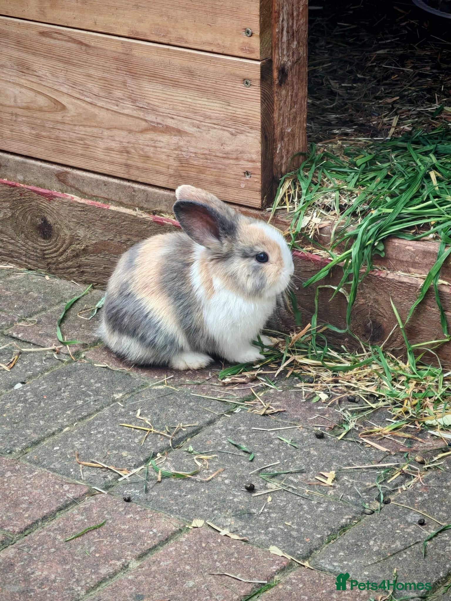 Mini Lion Lop rabbits 4 Mini Lop X Lionheads for sale - Advert 4