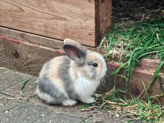 Mini Lion Lop rabbits 4 Mini Lop X Lionheads for sale - Advert 4