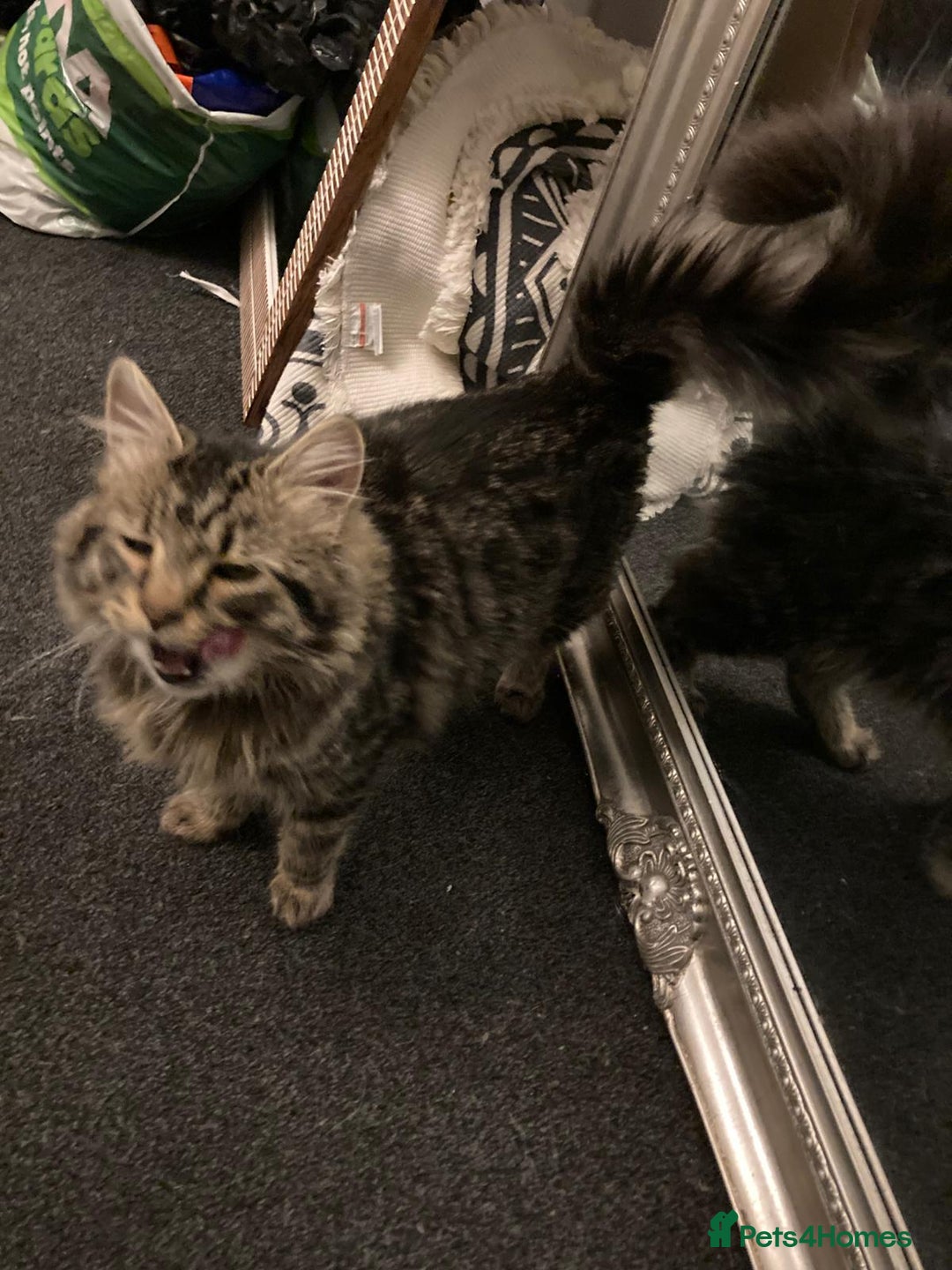 Mixed Breed cats for sale: Mainecoon ragdoll mix  - Advert 2