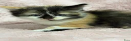 Mixed Breed cats for sale: 4 Beautiful kittens for sale  in Bracknell - Advert 9
