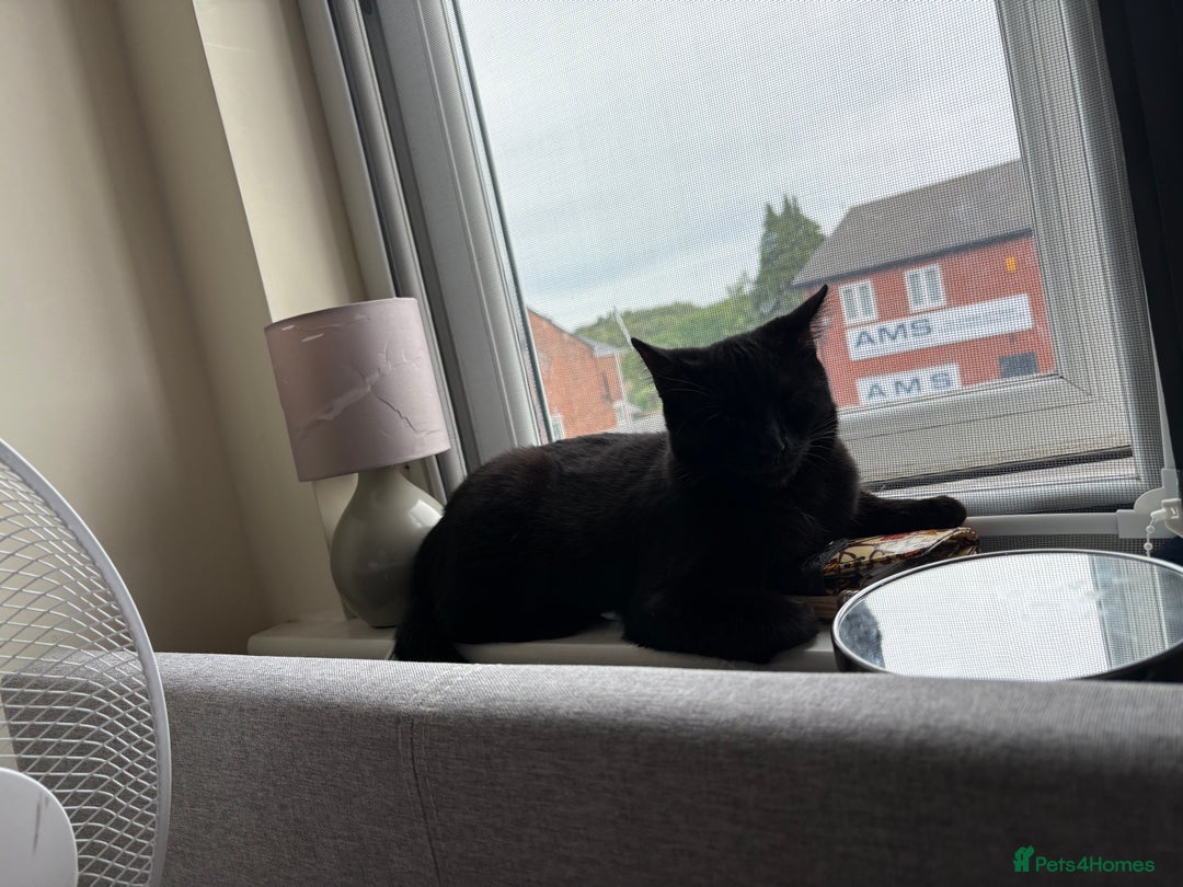 Domestic Shorthair cats for sale: 2 female bonded siblings - Image 6