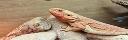 Bearded Dragon reptiles for sale: Red leather back bearded dragon  in Exeter - Advert 2