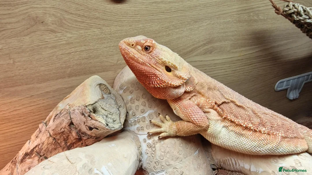 Bearded Dragon reptiles for sale: Red leather back bearded dragon  in Exeter - Advert 2