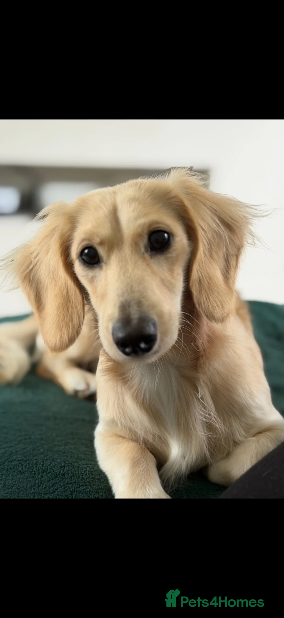 Miniature Dachshund dogs for stud: Cream Proven Miniature Dachshund Stud   - Advert 2