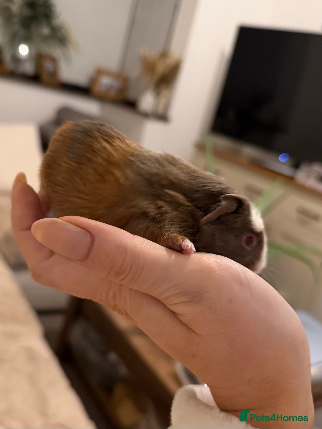 Guinea Pig rodents for sale: Pair of boar (male) guinea pigs  - Advert 7
