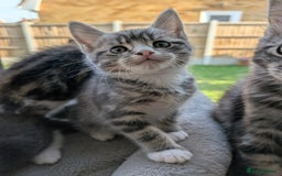 Domestic Shorthair cats for sale: Super stunning kittens - Image 14