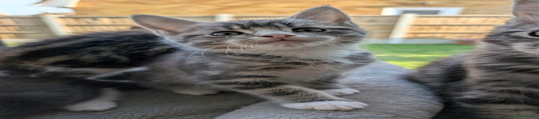 Grey Marbled Kitten 4