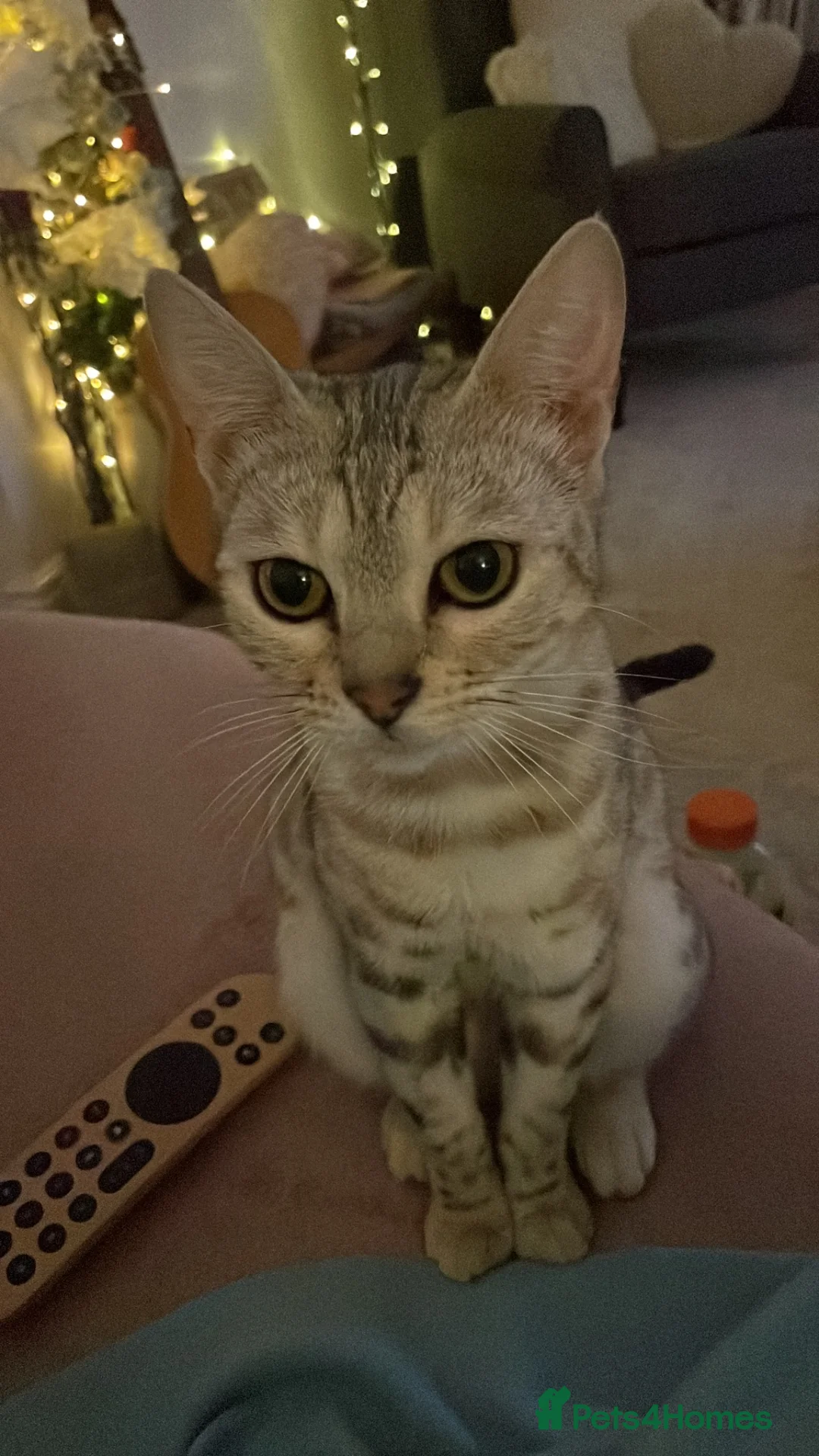 Egyptian Mau cats for sale: Beautiful Egyptian Mau Cat in South Croydon - Advert 18