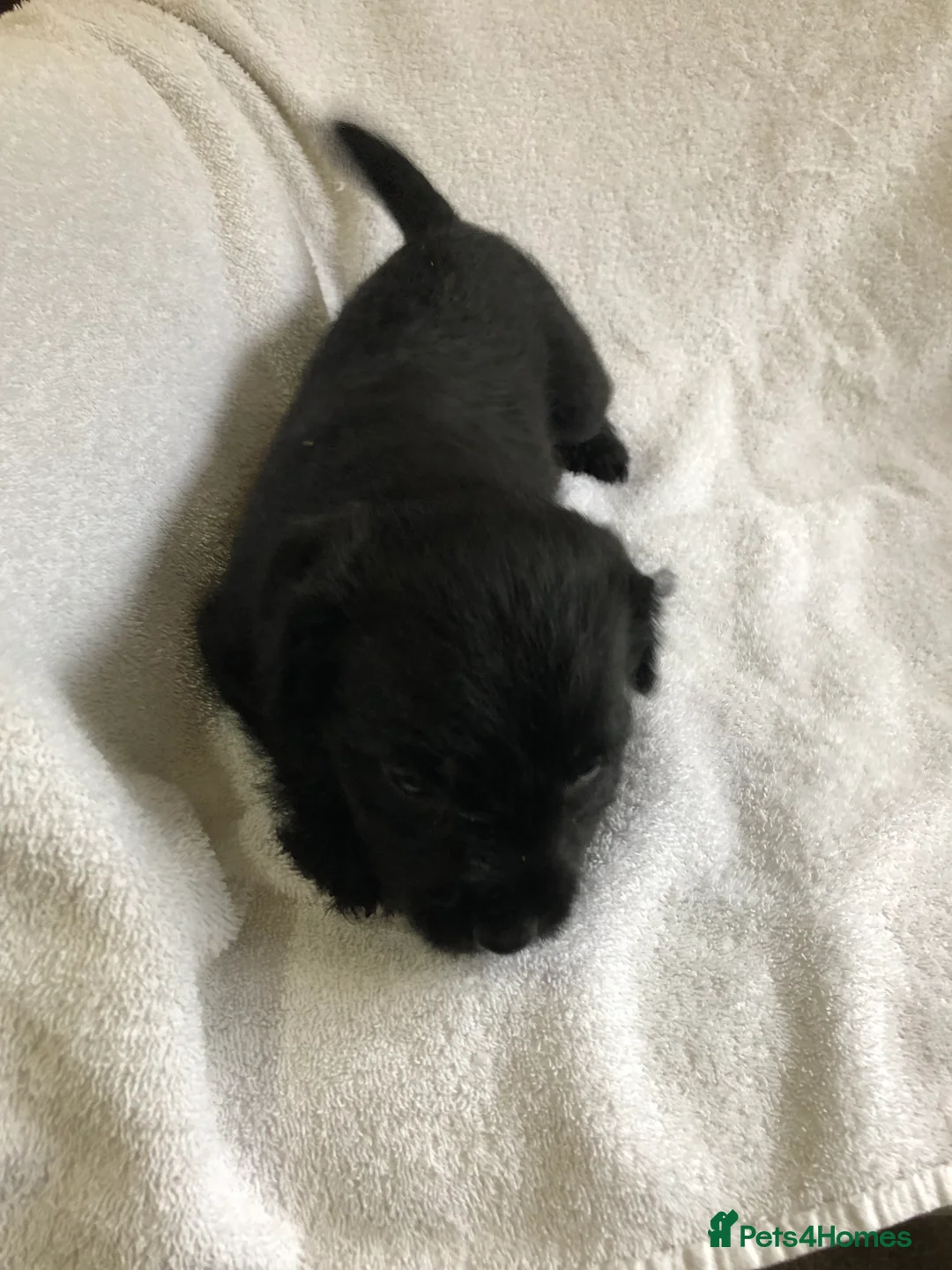 Patterdale Terrier dogs for sale: Patterdale puppies  in Burnley - Advert 14