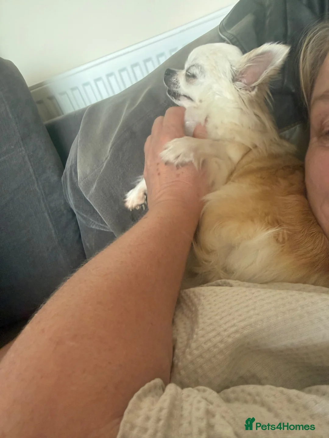 Chihuahua dogs for sale: 5 yr old female chihuahua  - Advert 2