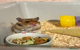 Hamster rodents for sale: Hamster , cage and accessories  - Image 1