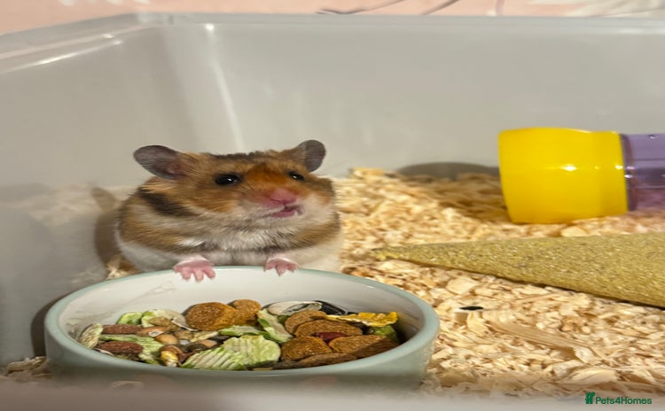 Hamster rodents - Advert 4