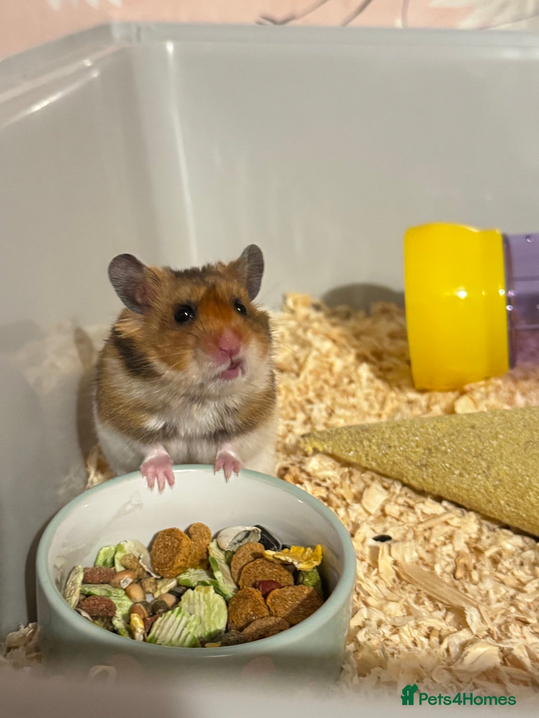 Hamster rodents for sale: Hamster , cage and accessories  - Image 1