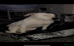 Staffordshire Bull Terrier dogs for sale: Staffordshire bull terriers  - Image 4
